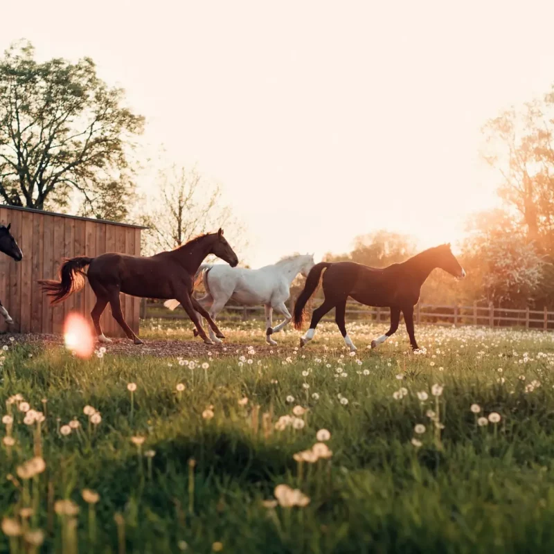 flowers-in-the-field-with-horses-at-sunset-2025-02-12-02-01-37-utc